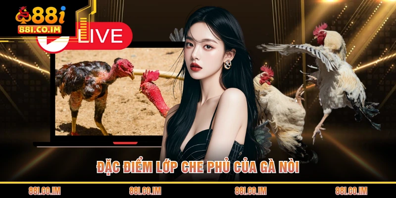 Đặc điểm lớp che phủ của gà nòi