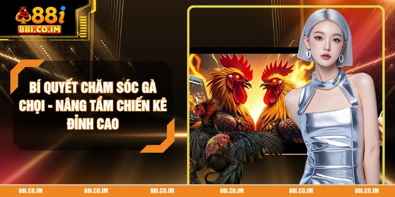 Bí Quyết Chăm Sóc Gà Chọi - Nâng Tầm Chiến Kê Đỉnh Cao