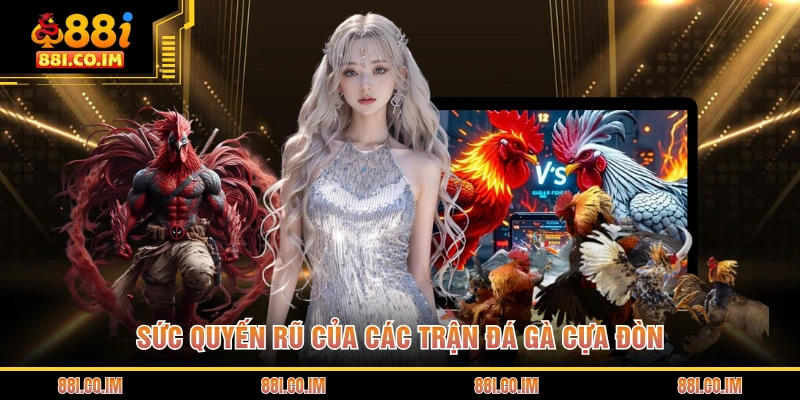 Sức quyến rũ của các trận đá gà cựa đòn