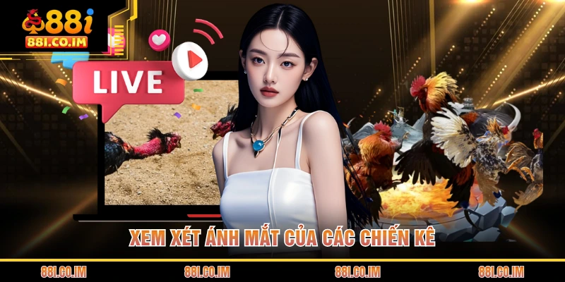 Xem xét ánh mắt của các chiến kê